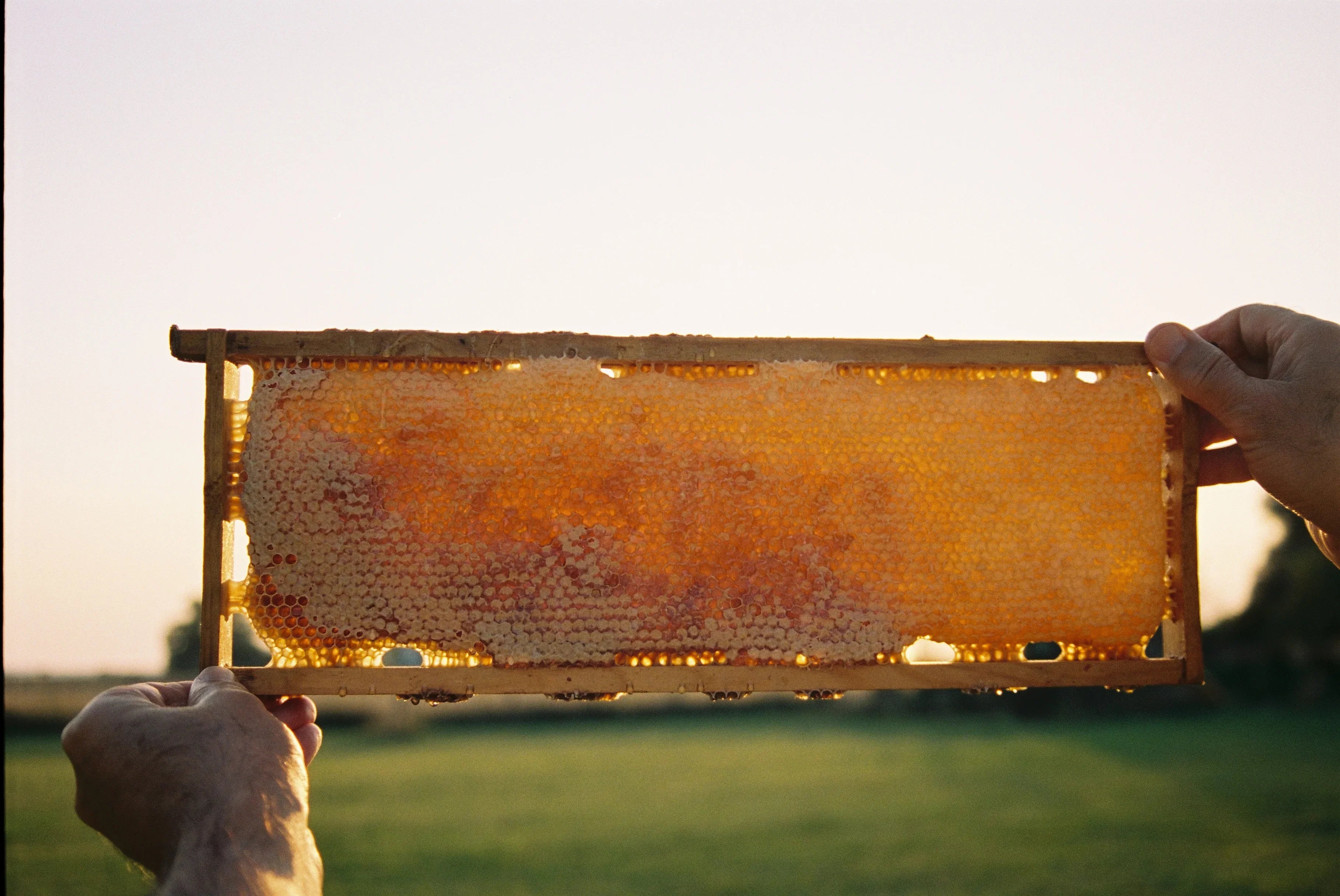Naturlig honungskaka i bikupa, biodling, färsk honung, utomhus vid solnedgång